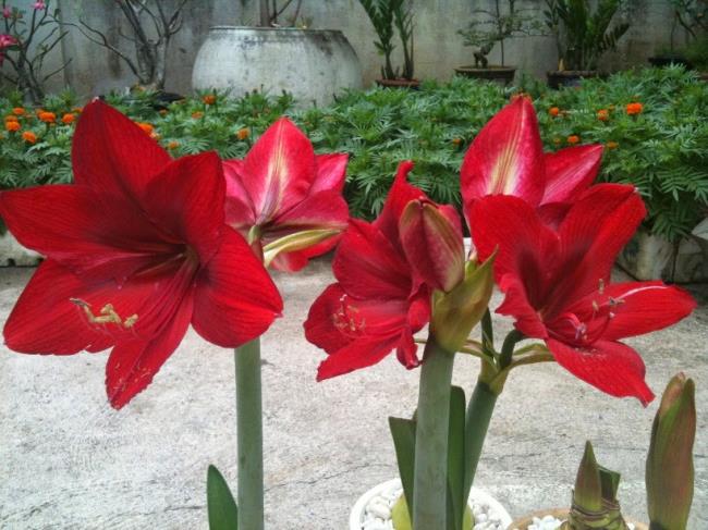 Foto lili merah yang indah 