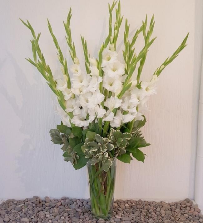 Ringkasan gambar gladiol putih yang indah