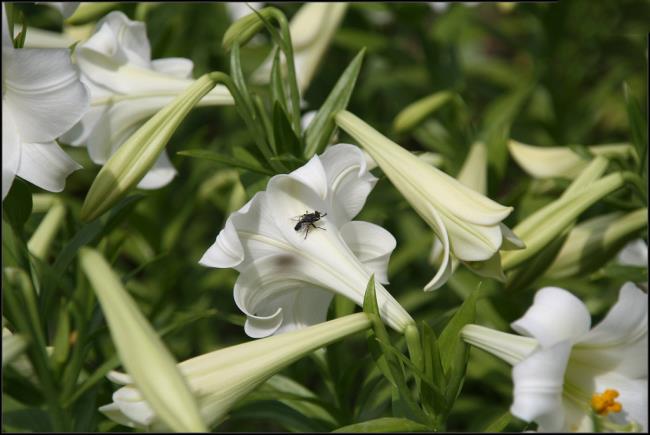 Сводка самых красивых изображений белых лилий