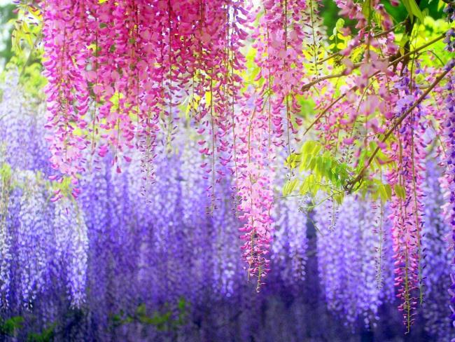 گلهای زیبا wisteria در ژاپن