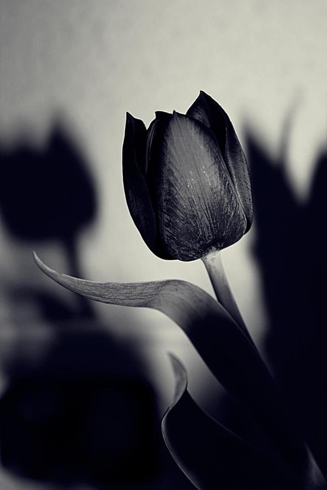 Ringkasan tulip hitam yang paling indah