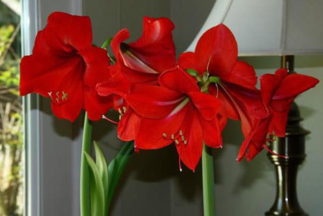 Photos of beautiful red lilies 