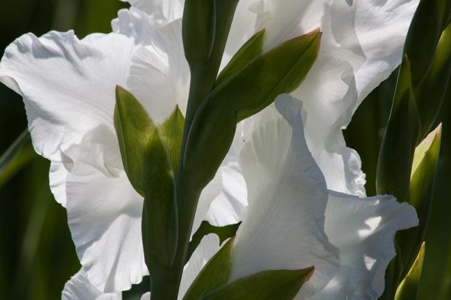 Ringkasan gambar gladiol putih yang indah