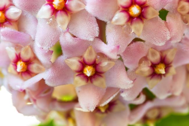 Umfassendes Bild der schönsten Orchideenblüte