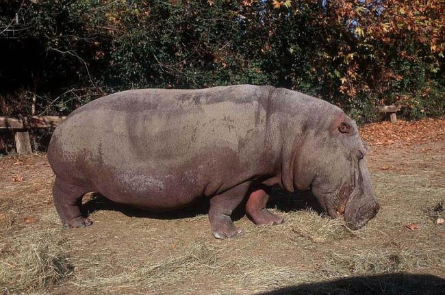 Résumé de la plus belle image d'hippopotame
