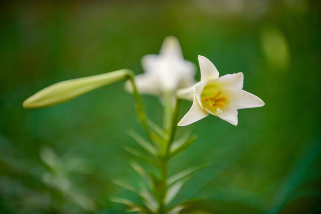 Overzicht van de mooiste afbeeldingen van witte lelies