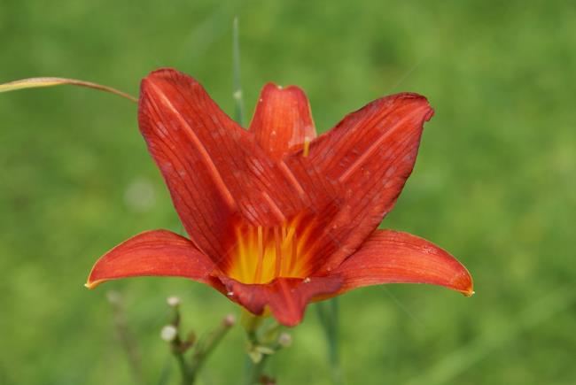 Photos of beautiful red lilies 