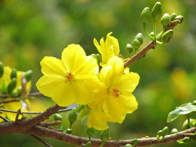 सबसे सुंदर पीले खुबानी फूलों का सारांश
