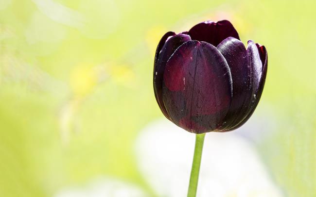 Overzicht van de mooiste zwarte tulpen