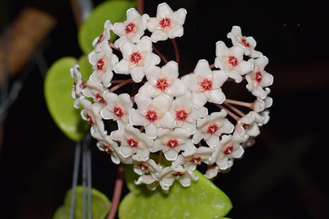 가장 아름다운 난초 꽃의 종합적인 그림
