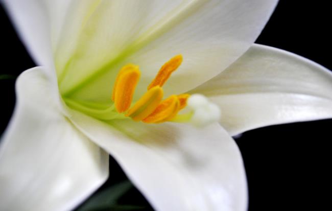 گل های زیبای باخ هاپ - زیباترین تصاویر گل های باخ هاپ 1