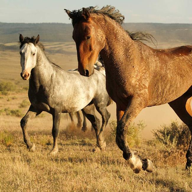 Zusammenfassung der schönsten Pferde