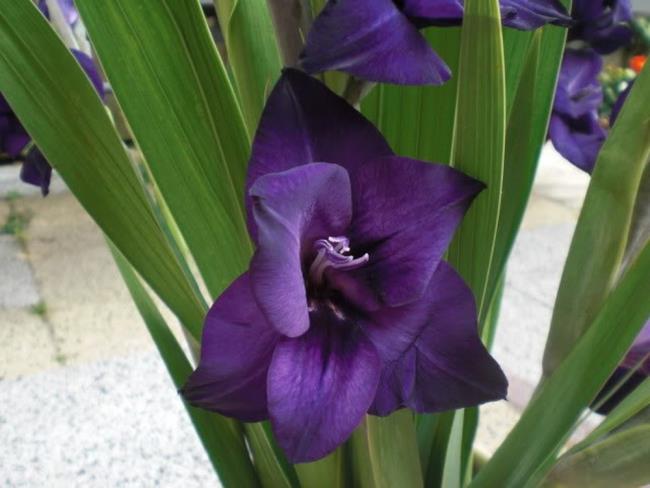 Ringkasan gambar gladiol ungu yang indah