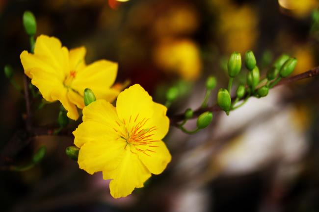 Resumo das mais belas flores de damasco amarelas