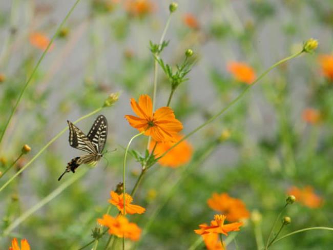 सबसे सुंदर तितली पंखुड़ियों की छवियों का संयोजन