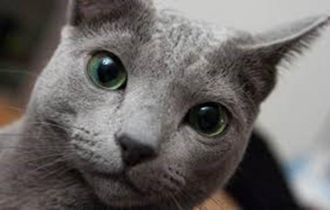 Summary of the most beautiful blue-eyed Russian cat image