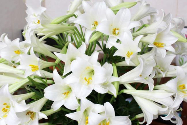 Ringkasan gambar lili putih paling indah