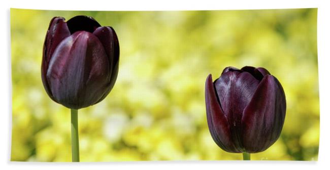 Ringkasan tulip hitam paling indah