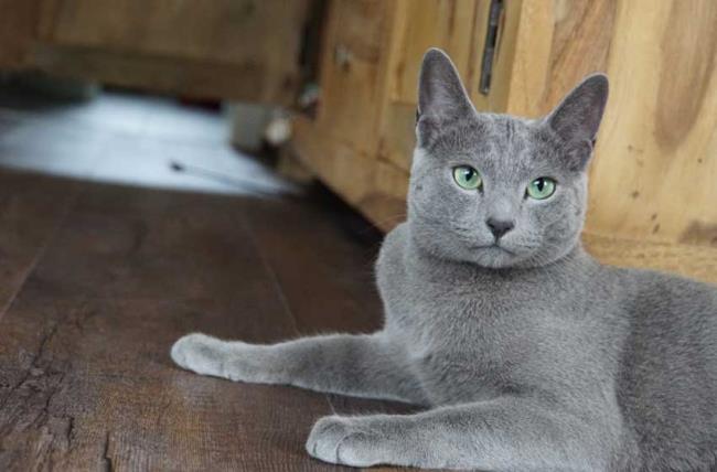 Rezumatul celei mai frumoase imagini de pisică rusă cu ochi albaștri