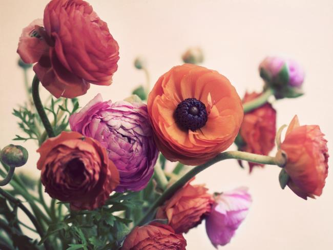 Résumé des plus belles fleurs de renoncule