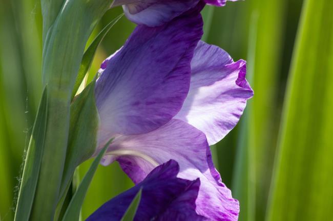 Ringkasan gambar gladiol ungu yang indah