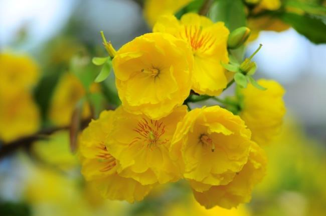 Résumé des plus belles fleurs d'abricot jaune
