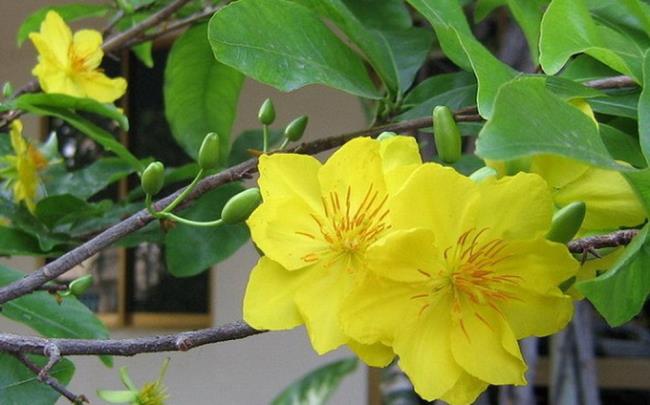 Resumo das mais belas flores de damasco amarelas