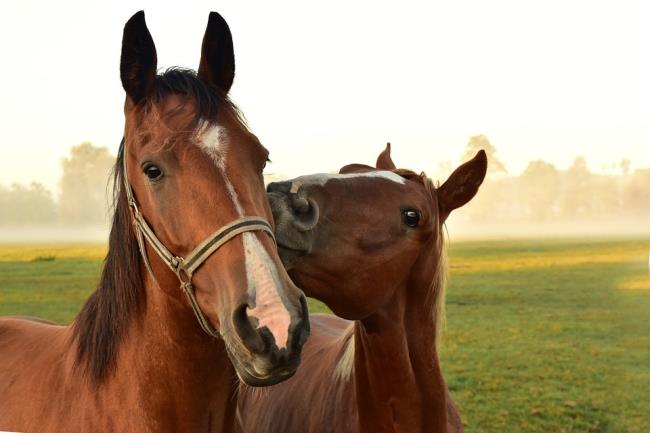 Resumo dos cavalos mais bonitos