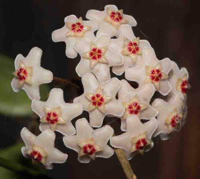 Комплексная картина самого красивого цветка орхидеи