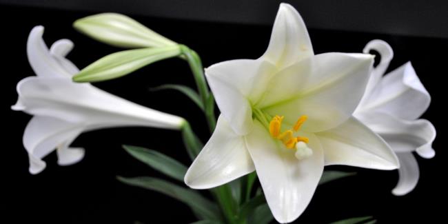 Beautiful Bach Hop Flowers - The best Bach Hop flower images 3