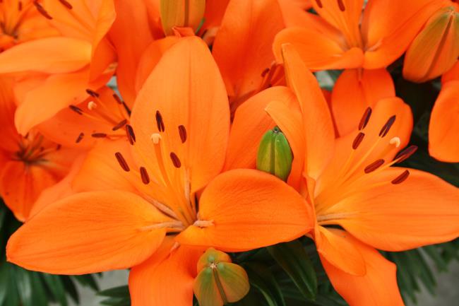 Красивые цветы Бах Хоп - лучшие цветы Бах Хоп изображения 3