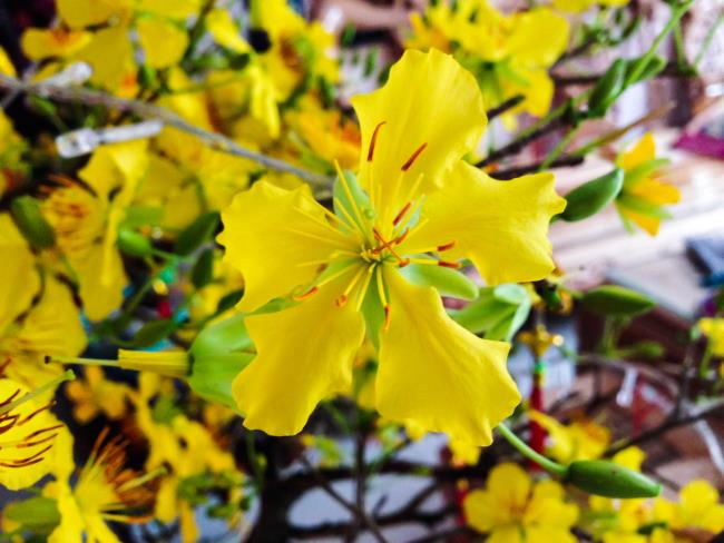 सबसे सुंदर पीले खुबानी फूलों का सारांश
