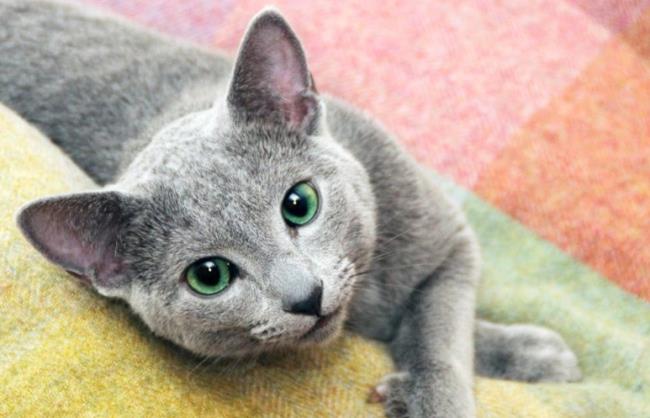 Resumen de la imagen de gato ruso de ojos azules más hermosa