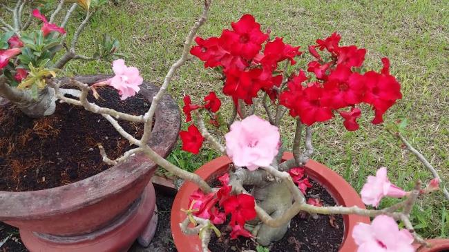 خلاصه ای از زیباترین گل چینی قرمز پرسلن