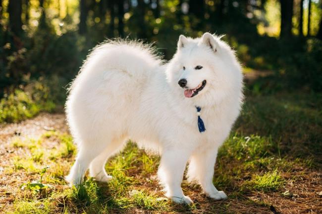 En güzel Samoyed köpek resimleri koleksiyonu