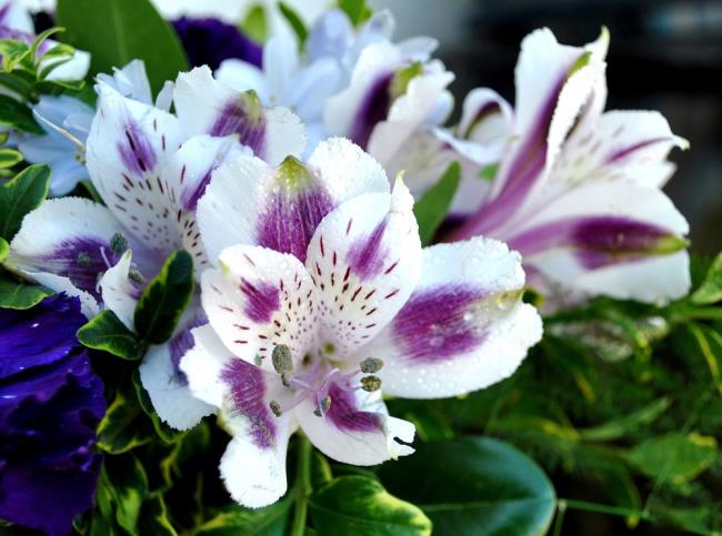 Flori frumoase Bach Hop - Cele mai bune imagini cu flori Bach Hop 3
