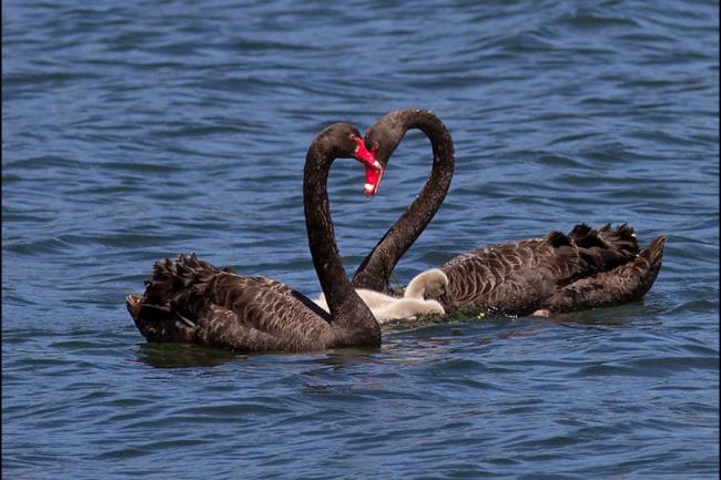 Características y significados de los cisnes.