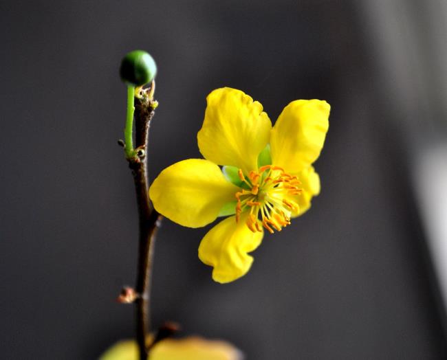 ملخص أجمل زهور المشمش الصفراء