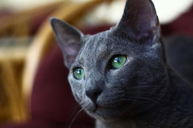 Résumé de la plus belle image de chat russe aux yeux bleus