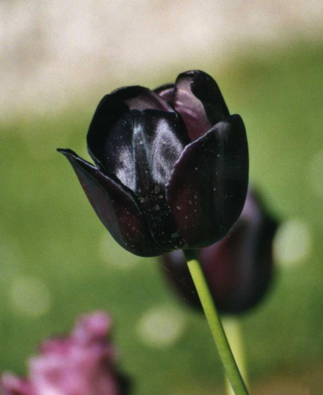 ملخص أجمل زهور التوليب السوداء