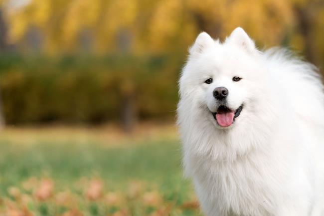 सबसे सुंदर सैमोयड कुत्ते की छवियों का संग्रह