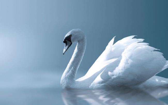 Collection of beautiful swan images