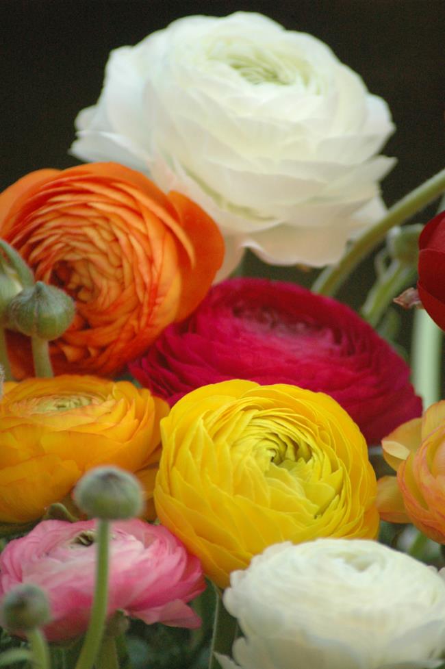 Résumé des plus belles fleurs de renoncule