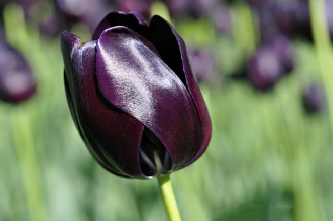 Overzicht van de mooiste zwarte tulpen