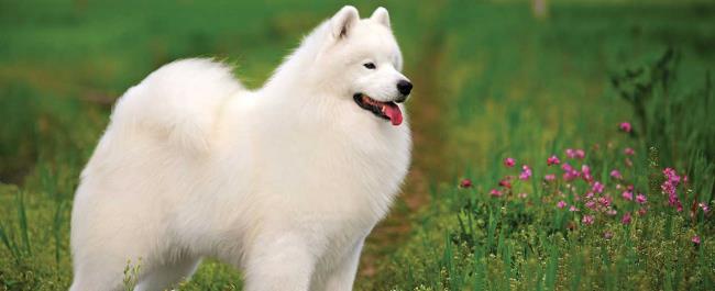 सबसे सुंदर सैमोयड कुत्ते की छवियों का संग्रह