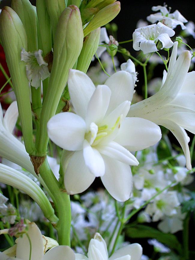 Belles images de lys blancs