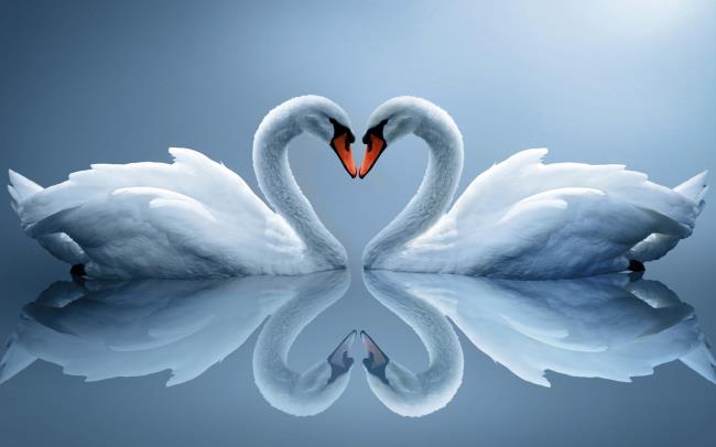 Collection of beautiful swan images