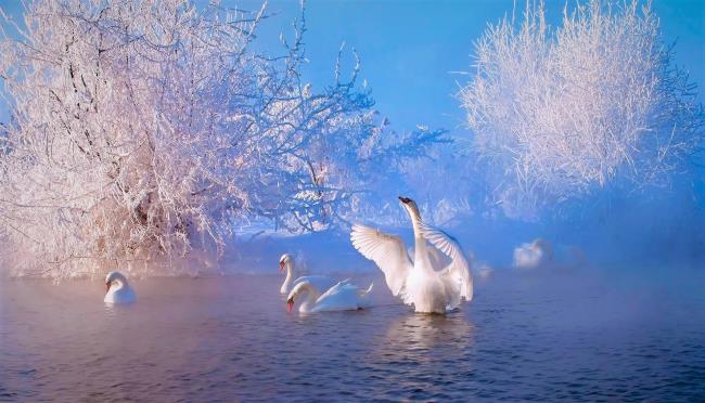 Colección de bellas imágenes de cisne