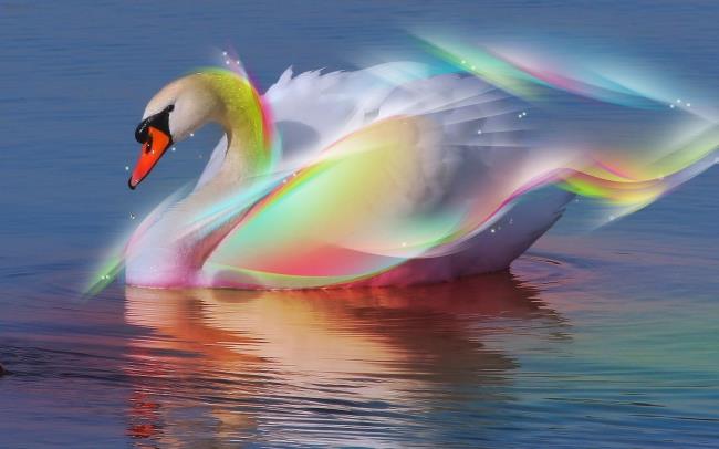 Collection of beautiful swan images