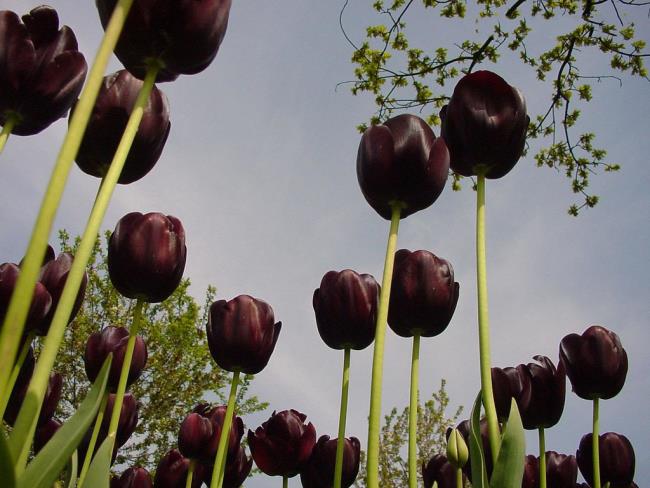 Ringkasan tulip hitam yang paling indah